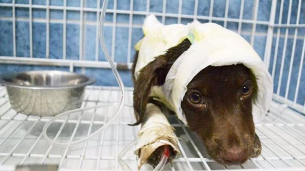 Chocolate tras el ataque agonizó una semana y murió.
