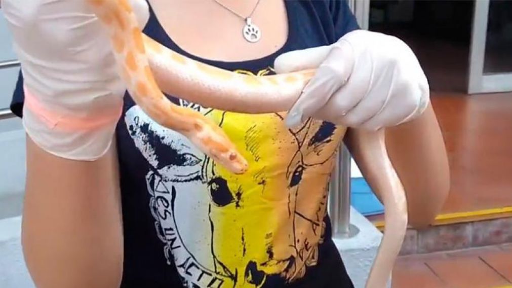 La vecina fue sorprendida por una pit�n cuando paseaba a su perro.