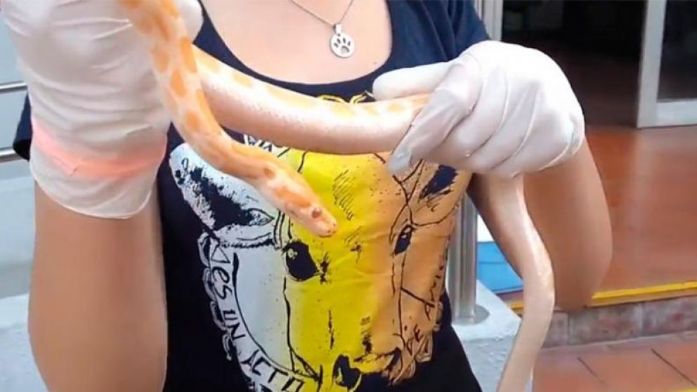 La vecina fue sorprendida por una pitón cuando paseaba a su perro.