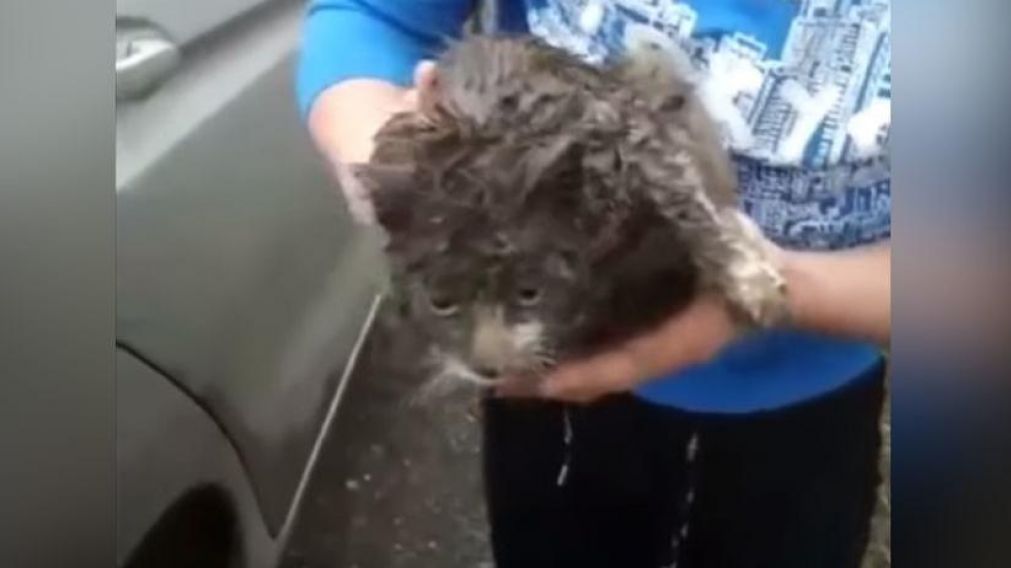 El momento en que la gata fue rescatada. (Captura).