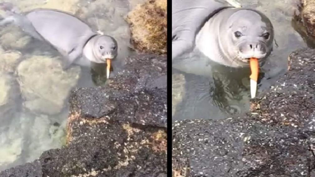 La foca con el cuchillo entre los dientes.