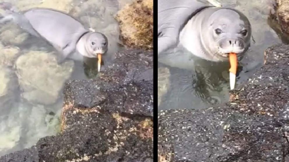 La foca con el cuchillo entre los dientes.