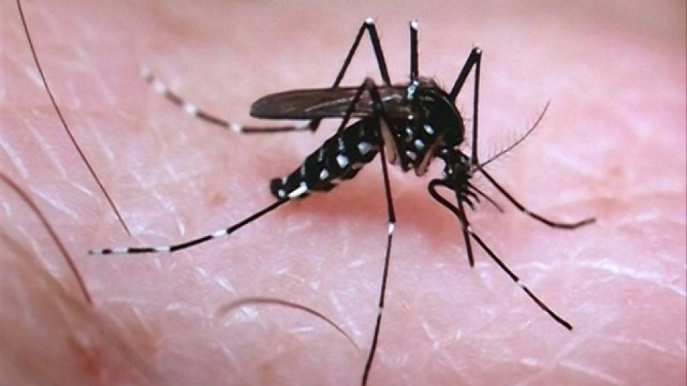 El virus del Zika recrudece en Salta.
