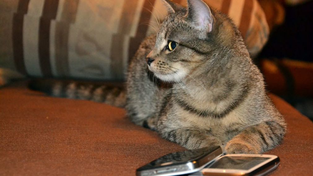 En Costa Rica, utilizan gatos y palomas, para transportar celulares y drogas en las cárceles.