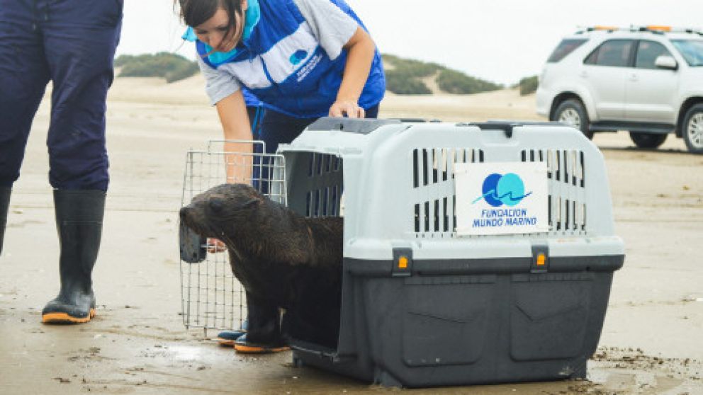 Ya fueron reinsertados en su hábitat más de 8.000 animales.