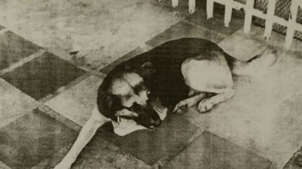 Los oficiales no pudieron dar con el perro que se dio a la fuga.