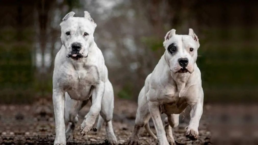 Dos dogos atacaron a una mujer de 37 años en el interior de Córdoba.