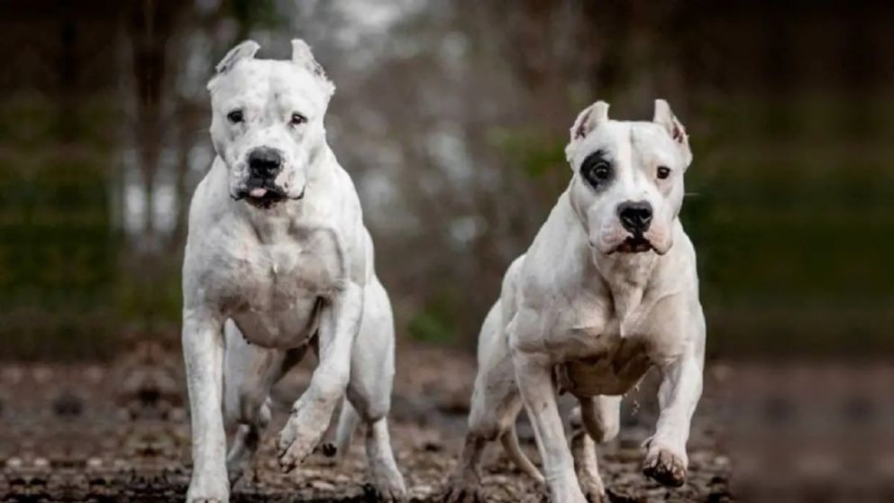 Dos dogos atacaron a una mujer de 37 años en el interior de Córdoba.