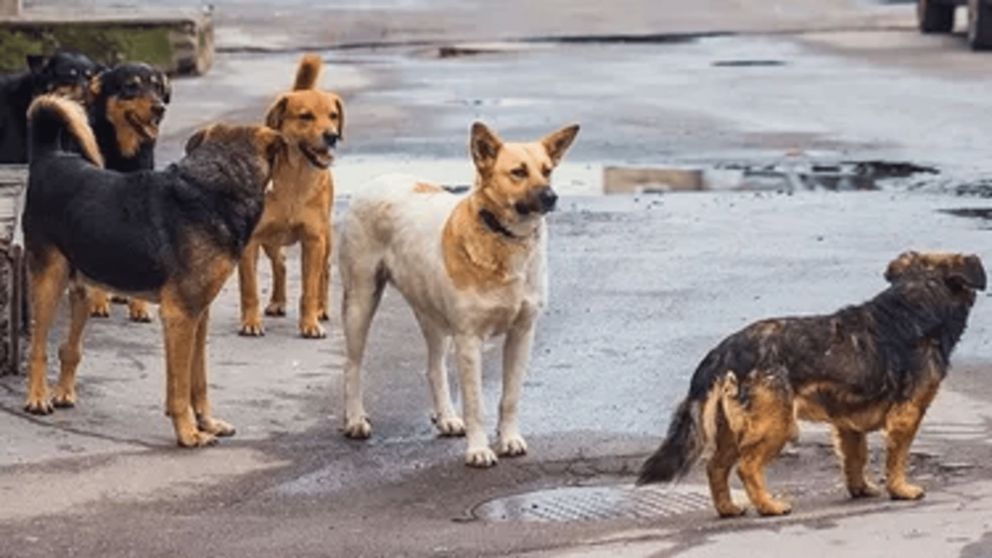 Preocupación en los barrios Belgrano y Las Cañitas por las mascotas.