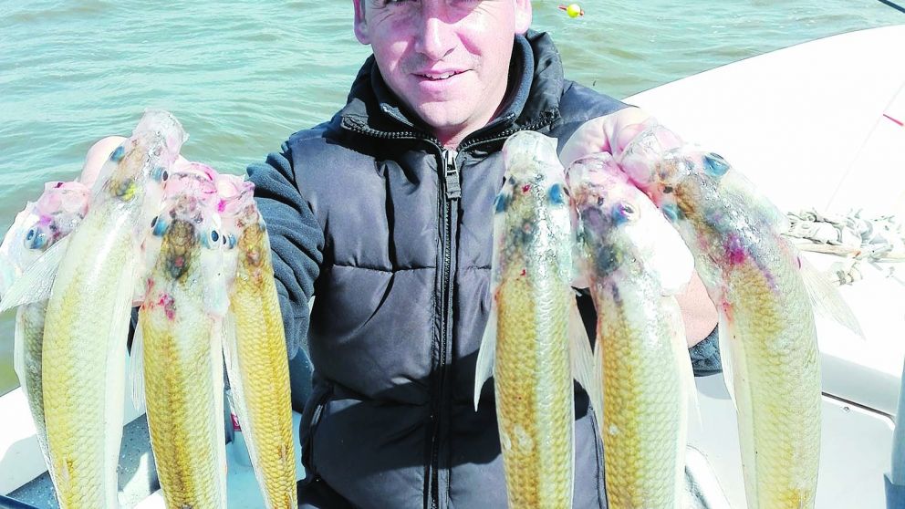 Buena cosecha en la Chis Chis, lindos tamaños.