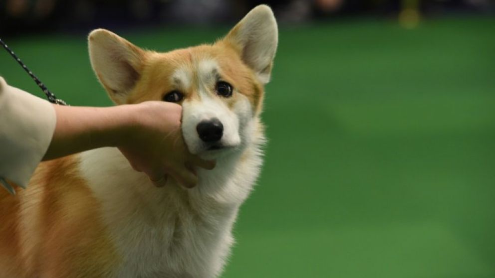 Cocinó el perro del vecino porque le molestaban sus ladridos.