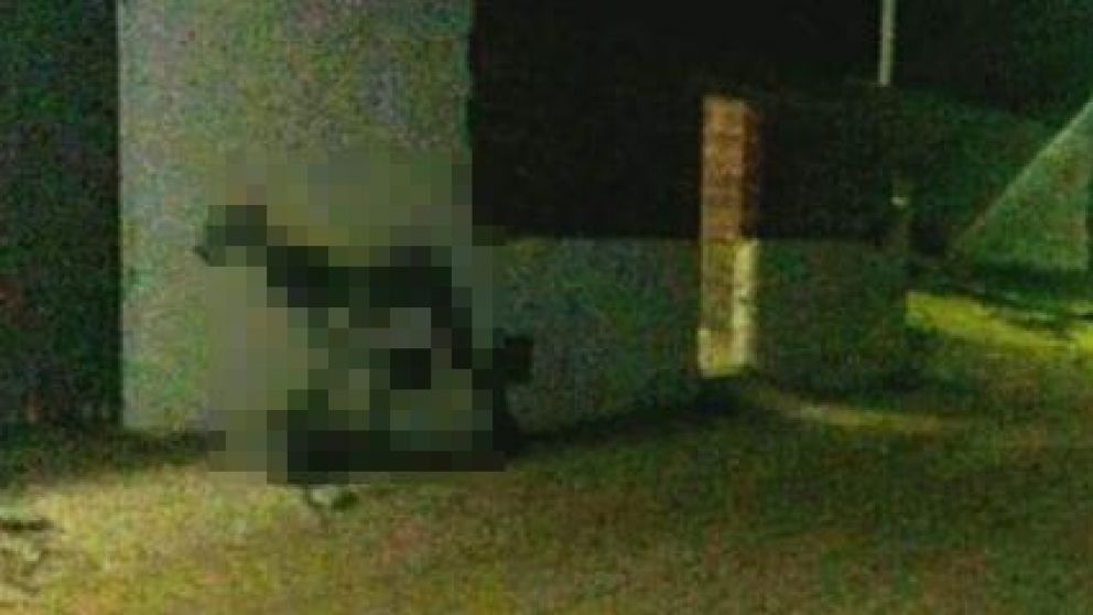 Pánico por extraña criatura que asesinó a dos perros en Santa Fe