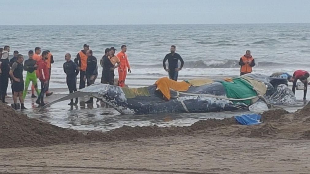 El cetáceo se encontraba en la orilla desde el domingo.