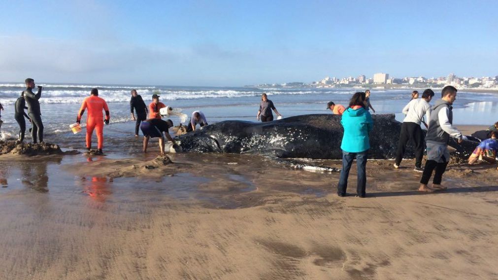 Intentarán devolver a la ballena al mar.