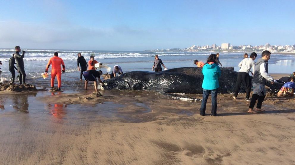 Intentarán devolver a la ballena al mar.