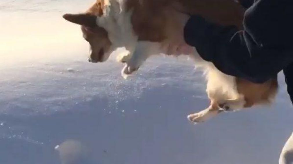 Las imágenes muestran como el dueño lanza al animal.
