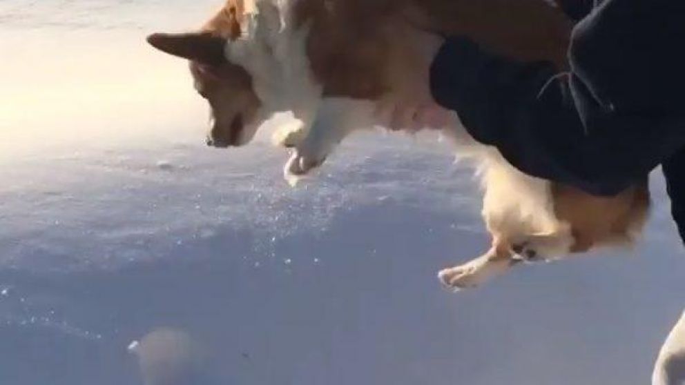 Las imágenes muestran como el dueño lanza al animal.