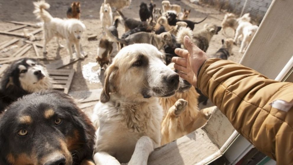 Escenas escalofriantes que muestran el sufrimiento de los animales.