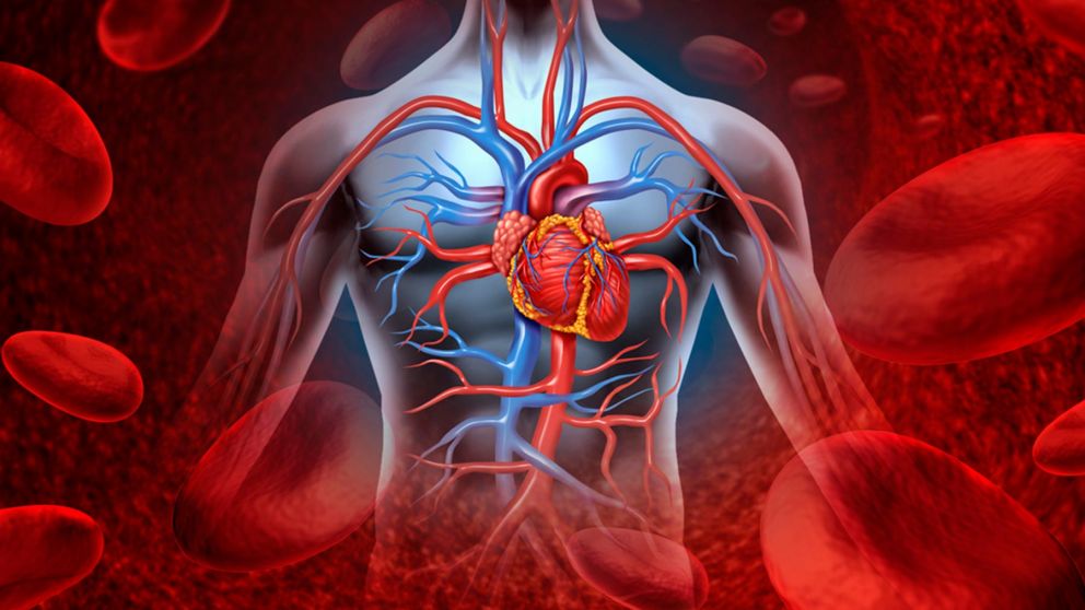 Esta red de red de compartimentos interconectados y rellenos con líquido que se encuentra entre distintos tejidos..