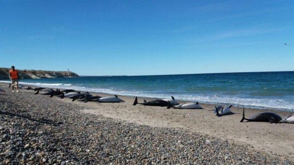 Encallaron 69 delfines.