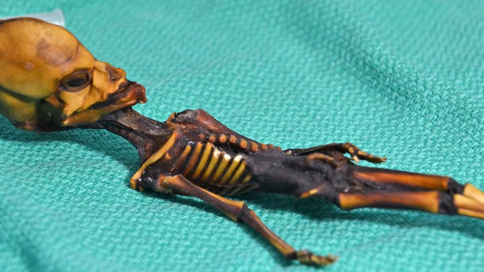 "Ata" tenía 10 pares de costillas y medía sólo 15 centímetros.