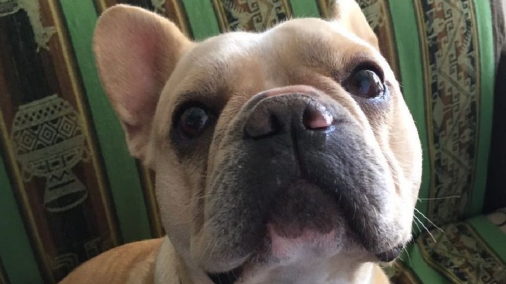 Sofía reclama justicia y pide que le devuelvan a Ciro, su bulldog francés.