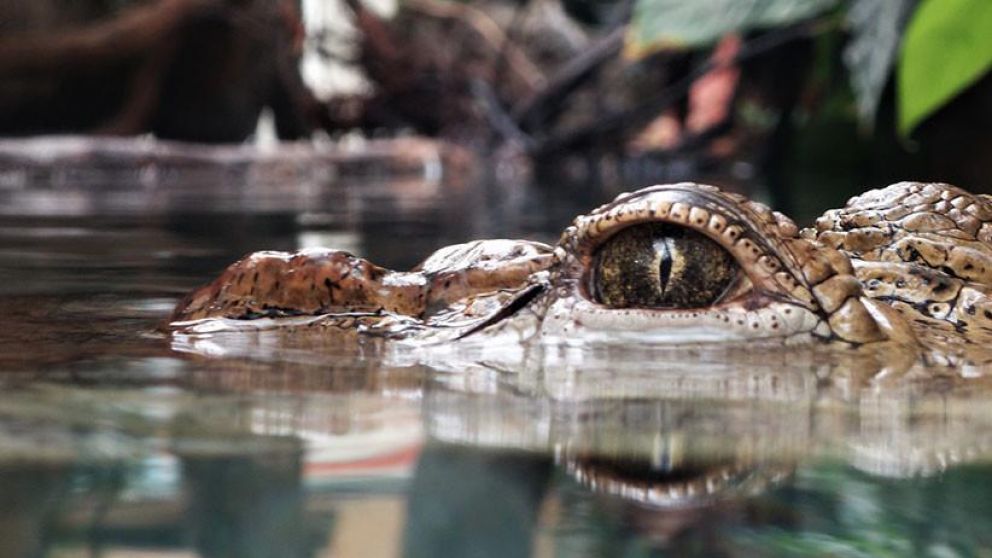 Padre e hijo encontraron el cadáver. (imagen ilustrativa)
