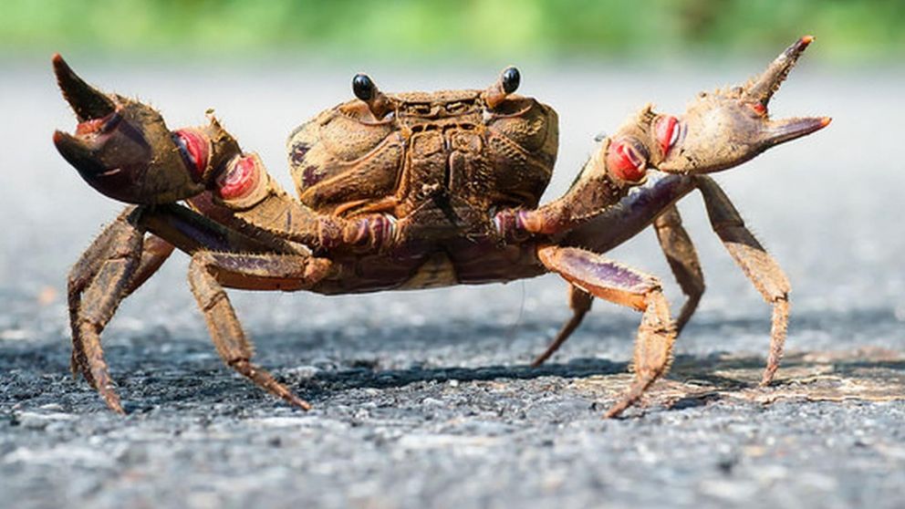 El crustáceo se negó a morir y decidió pelear contra el chef. (Imagen ilustrativa)
