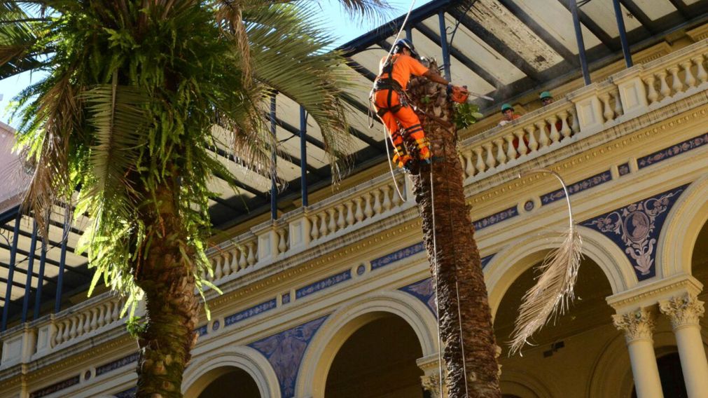 As� retiraban la planta le�osa que se sec� en Casa de Gobierno.