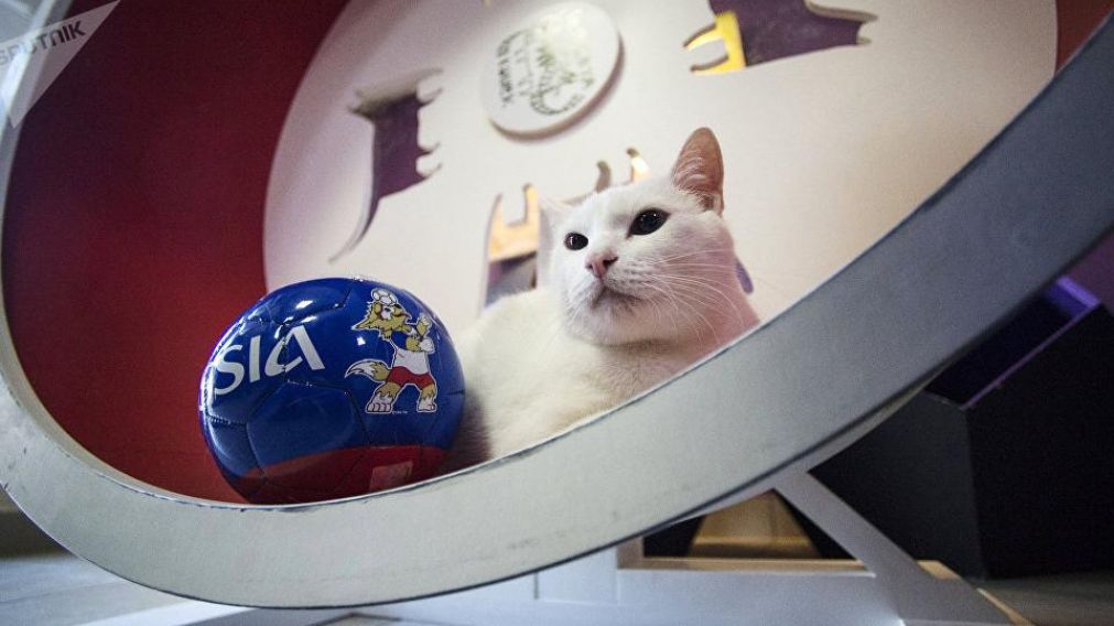 Aquiles en un gato sordo de nacimiento.