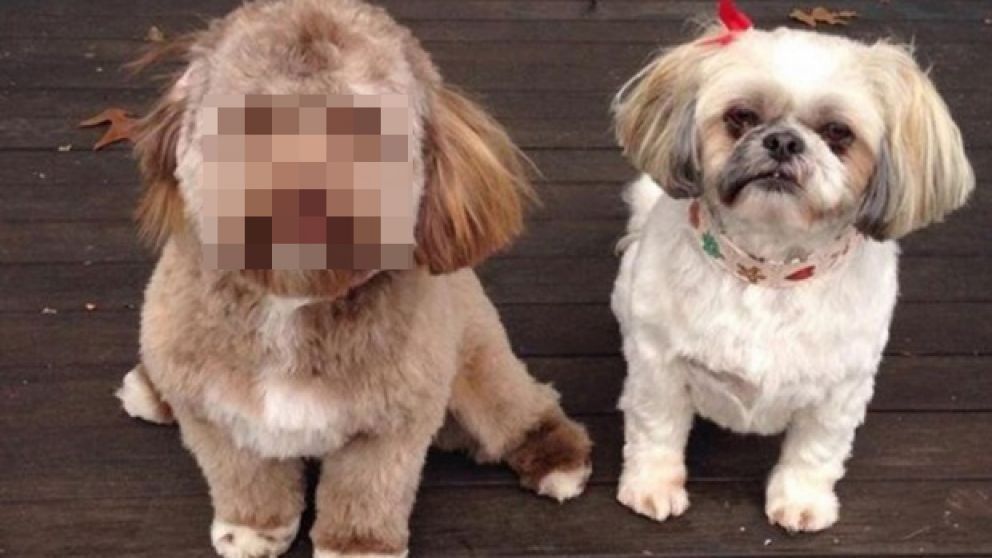 Perro con cara humana asombra a todos en la web