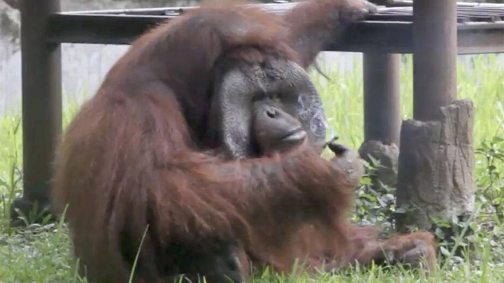 Indignación mundial por orangután que fuma como un experto