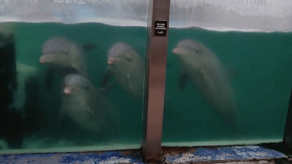 Crecen las denuncias por maltrato animal contra los responsables del ex Aquarium de Mar del Plata (X/@gmontenegro_ok).
