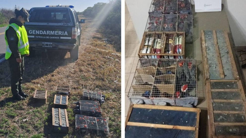 ¡VIDEO! Viajaba con 104 aves sin papeles y escondidas en dos bolsos: así fueron rescatadas y liberadas