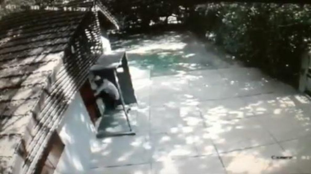 Camaras registraron a un nuevo "patachorro".