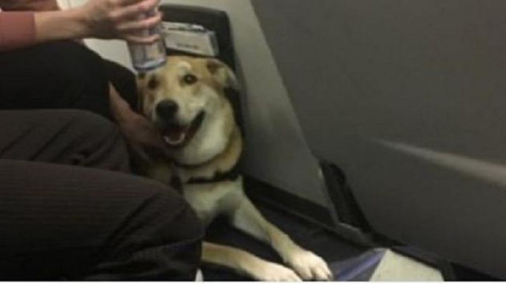 El perro de apoyo emocional que mordió a la menor.