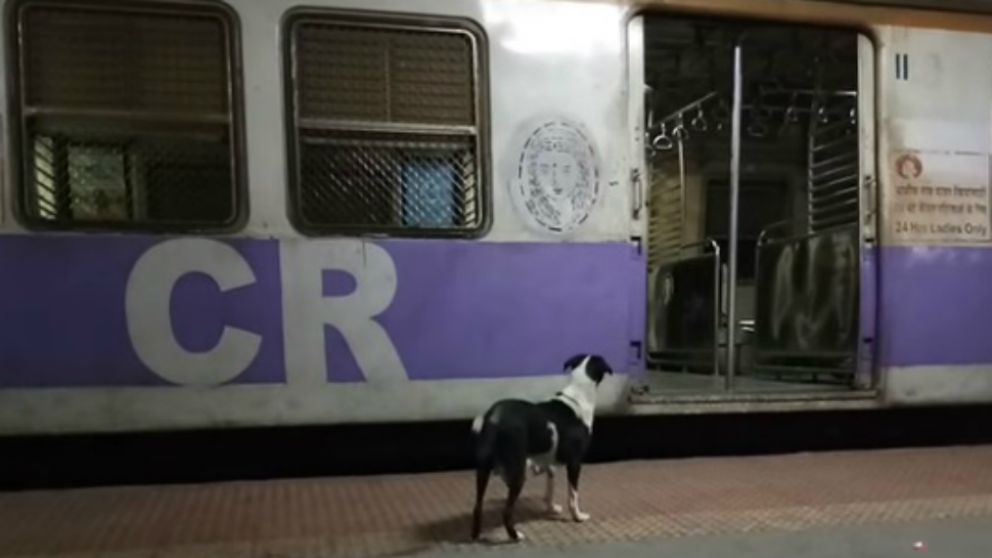 La perrita que llamó la atención de los usuarios del tren.