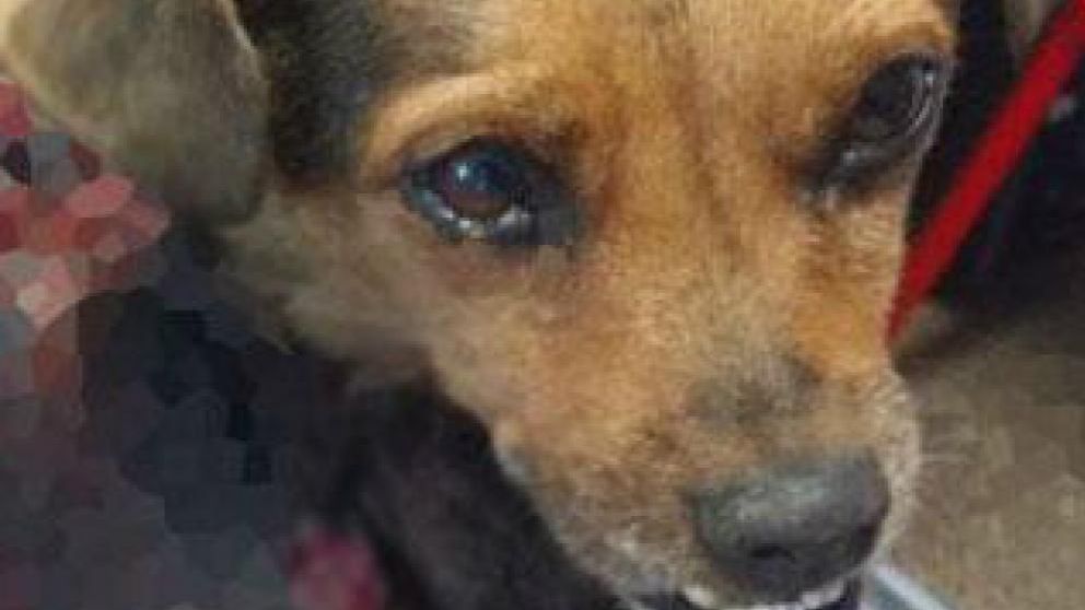 Murió Bombón, la perrita despellejada