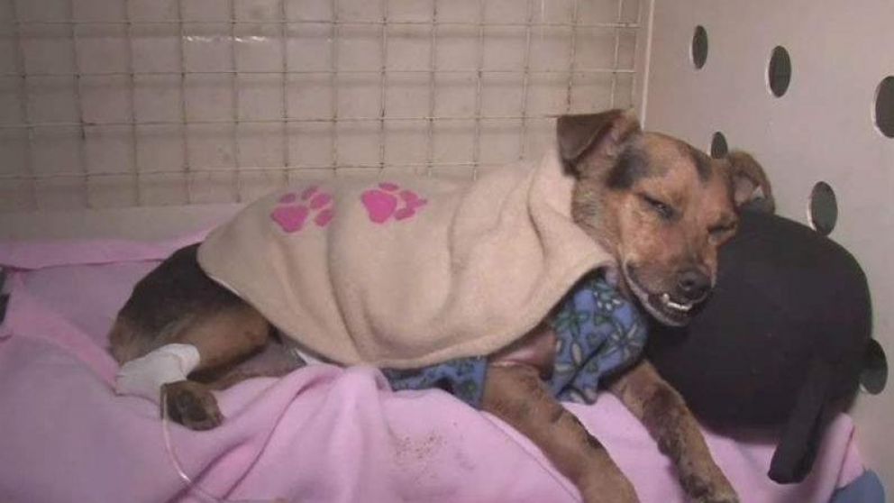 Horror y bronca por otro perro despellejado en Córdoba