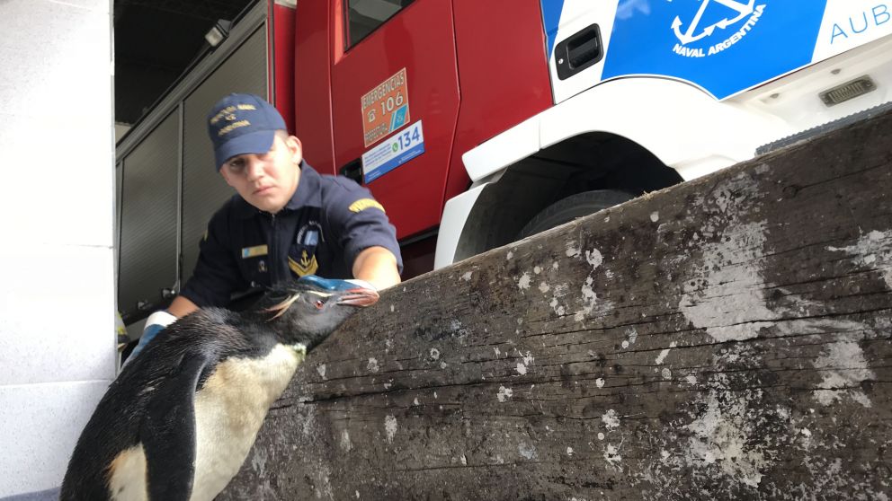 Rescatan a pingüino de un canal en Dock Sud