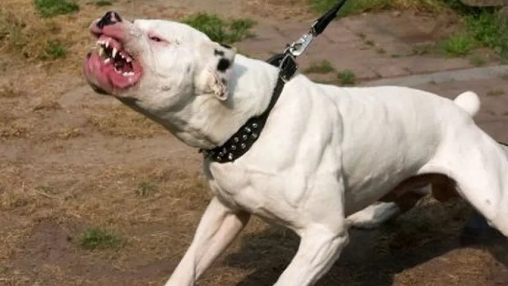 La mujer pereció al ser agredida por los animales en su vivienda.