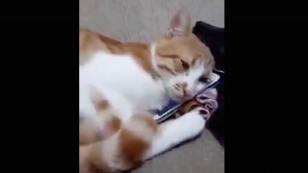 El video del gato que mira la foto de su dueña fallecida tiene más de 3 millones de reproducciones