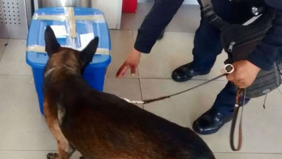 México. El can encontró el inesperado "paquete".