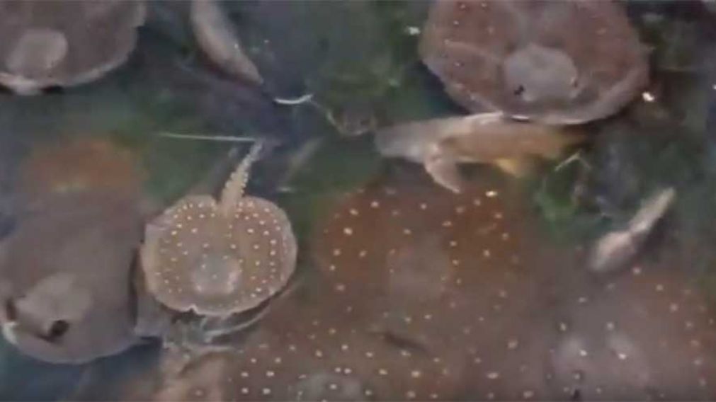 Así se ven los peces, agonizando por el agua contaminada. (Captura de video)