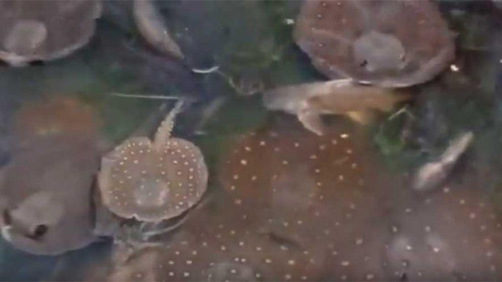 Así se ven los peces, agonizando por el agua contaminada. (Captura de video)