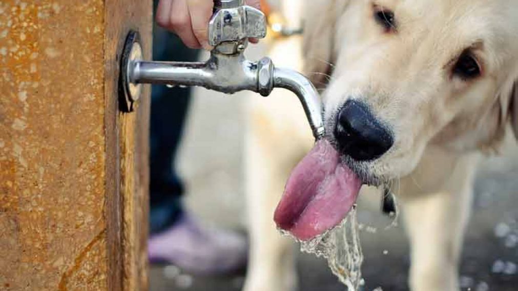 Las mascotas también sufren el calor. (Archivo)