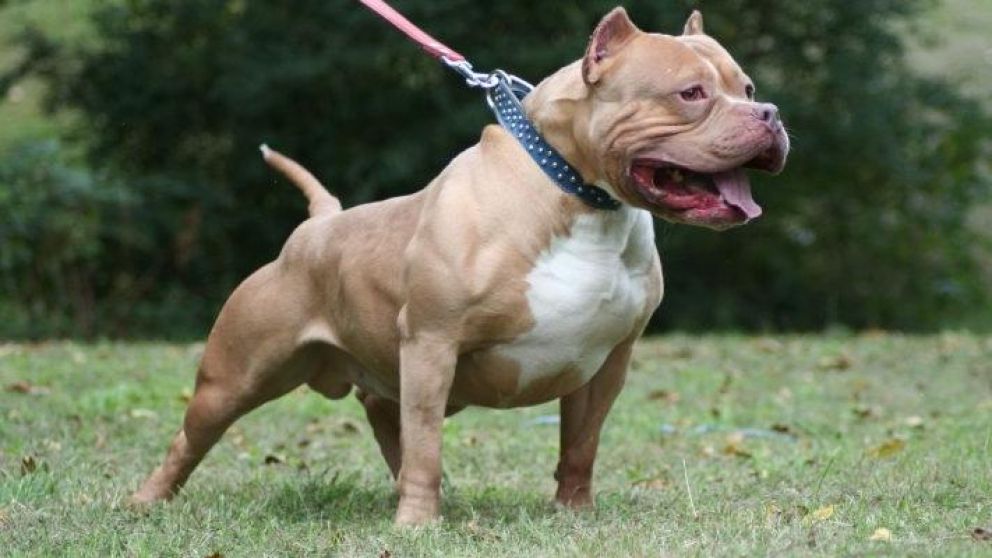 Un perro pitbull fue nuevamente noticia en Rosario