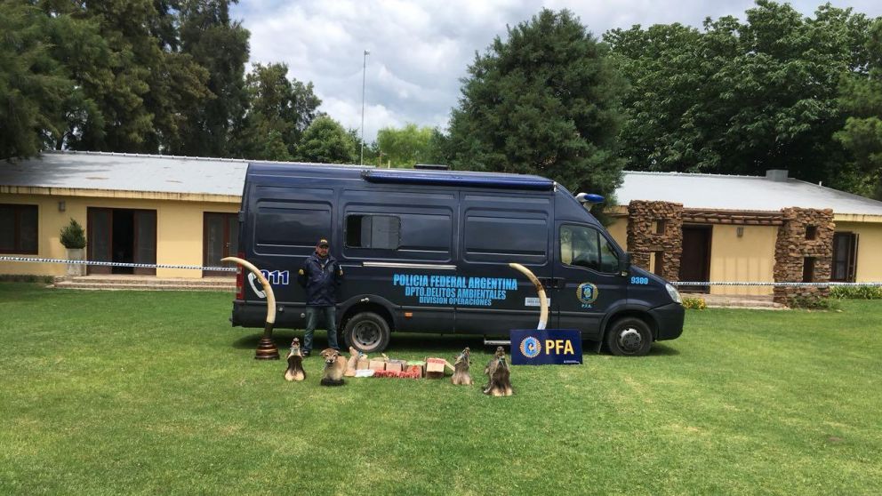 Hallan más de 180 piezas taxidermizadas y un puma en un freezer