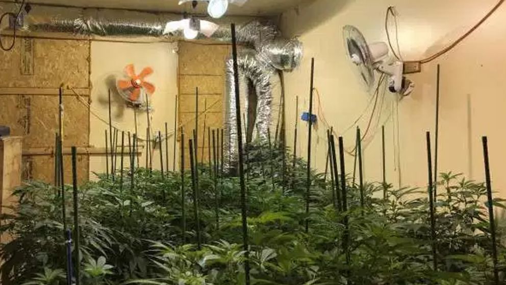 Fueron por un incendio y se encontraron con una plantación de marihuana en Almagro