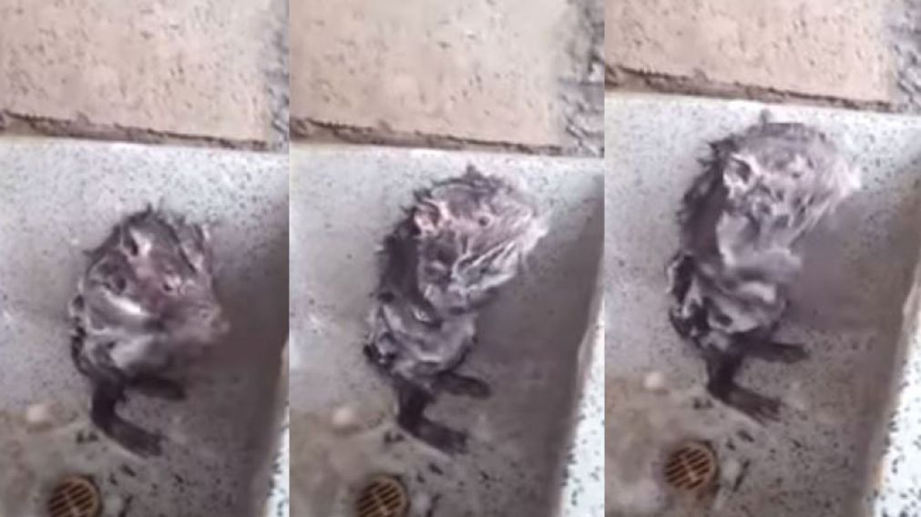 El ratón que causó furor en las redes. (Captura)